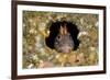 Tompot blenny fish peering out from hole, Dorset, UK-Alex Mustard-Framed Photographic Print