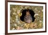 Tompot blenny fish peering out from hole, Dorset, UK-Alex Mustard-Framed Photographic Print