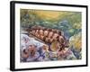 Tompot Blenny (Parablennius Gattorugine), Blenniidae, Drawing-null-Framed Giclee Print