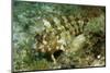 Tompot Blenny (Parablennius Gattorugine), Croatia, Mediterranean Sea.-Reinhard Dirscherl-Mounted Photographic Print