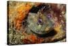 Tompot Blenny (Parablennius Gattorugine), Swanage, Dorset, England, UK, May-Linda Pitkin-Stretched Canvas