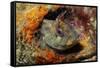 Tompot Blenny (Parablennius Gattorugine), Swanage, Dorset, England, UK, May-Linda Pitkin-Framed Stretched Canvas