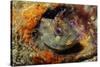 Tompot Blenny (Parablennius Gattorugine), Swanage, Dorset, England, UK, May-Linda Pitkin-Stretched Canvas