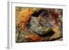 Tompot Blenny (Parablennius Gattorugine), Swanage, Dorset, England, UK, May-Linda Pitkin-Framed Photographic Print