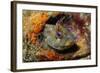 Tompot Blenny (Parablennius Gattorugine), Swanage, Dorset, England, UK, May-Linda Pitkin-Framed Photographic Print