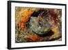 Tompot Blenny (Parablennius Gattorugine), Swanage, Dorset, England, UK, May-Linda Pitkin-Framed Photographic Print