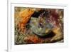 Tompot Blenny (Parablennius Gattorugine), Swanage, Dorset, England, UK, May-Linda Pitkin-Framed Photographic Print