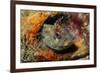 Tompot Blenny (Parablennius Gattorugine), Swanage, Dorset, England, UK, May-Linda Pitkin-Framed Photographic Print