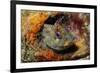 Tompot Blenny (Parablennius Gattorugine), Swanage, Dorset, England, UK, May-Linda Pitkin-Framed Photographic Print