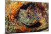 Tompot Blenny (Parablennius Gattorugine), Swanage, Dorset, England, UK, May-Linda Pitkin-Mounted Photographic Print