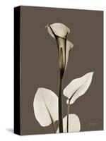 Tonal Calla Lily-Albert Koetsier-Stretched Canvas