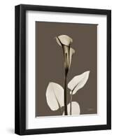 Tonal Calla Lily-Albert Koetsier-Framed Art Print