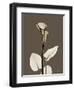 Tonal Calla Lily-Albert Koetsier-Framed Art Print