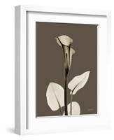 Tonal Calla Lily-Albert Koetsier-Framed Art Print