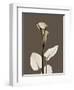 Tonal Calla Lily-Albert Koetsier-Framed Art Print