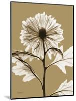Tonal Chrysanthemum-Albert Koetsier-Mounted Art Print