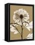 Tonal Chrysanthemum-Albert Koetsier-Framed Stretched Canvas