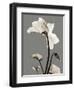 Tonal Cyclamen-Albert Koetsier-Framed Art Print