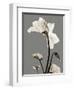 Tonal Cyclamen-Albert Koetsier-Framed Art Print