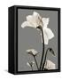 Tonal Cyclamen-Albert Koetsier-Framed Stretched Canvas