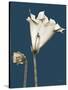 Tonal Gloxinia on Navy-Albert Koetsier-Stretched Canvas