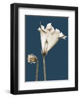 Tonal Gloxinia on Navy-Albert Koetsier-Framed Art Print