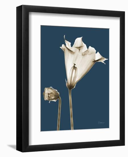 Tonal Gloxinia on Navy-Albert Koetsier-Framed Art Print