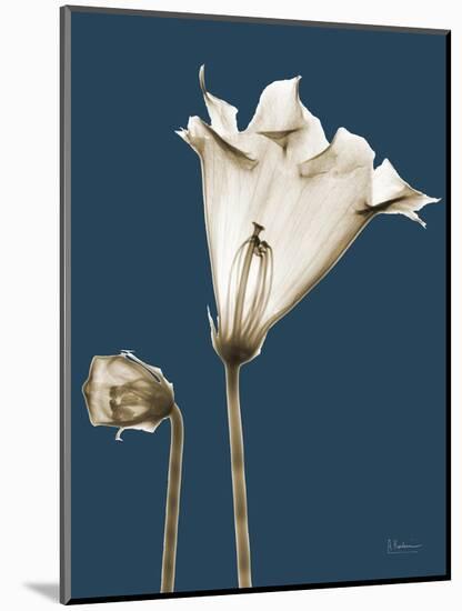 Tonal Gloxinia on Navy-Albert Koetsier-Mounted Art Print