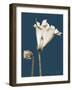 Tonal Gloxinia on Navy-Albert Koetsier-Framed Art Print