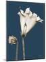 Tonal Gloxinia on Navy-Albert Koetsier-Mounted Art Print