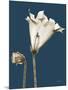 Tonal Gloxinia on Navy-Albert Koetsier-Mounted Art Print