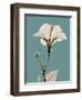 Tonal Hibiscus on Blue-Albert Koetsier-Framed Art Print