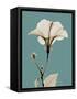 Tonal Hibiscus on Blue-Albert Koetsier-Framed Stretched Canvas