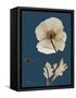 Tonal Poppy on Navy-Albert Koetsier-Framed Stretched Canvas