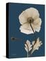 Tonal Poppy on Navy-Albert Koetsier-Stretched Canvas