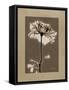 Tonal Rose Mat 2-Albert Koetsier-Framed Stretched Canvas
