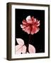 Tonal Rose on Black 2-Albert Koetsier-Framed Art Print