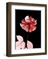 Tonal Rose on Black 2-Albert Koetsier-Framed Art Print