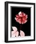 Tonal Rose on Black 2-Albert Koetsier-Framed Art Print