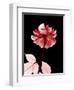 Tonal Rose on Black 2-Albert Koetsier-Framed Art Print