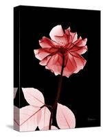 Tonal Rose on Black 2-Albert Koetsier-Stretched Canvas
