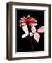 Tonal Rose on Black-Albert Koetsier-Framed Art Print