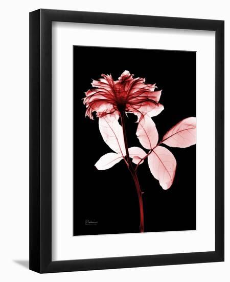 Tonal Rose on Black-Albert Koetsier-Framed Art Print
