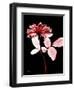 Tonal Rose on Black-Albert Koetsier-Framed Art Print