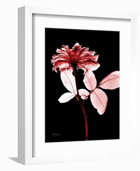 Tonal Rose on Black-Albert Koetsier-Framed Art Print