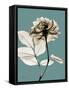 Tonal Rose on Blue-Albert Koetsier-Framed Stretched Canvas