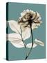 Tonal Rose on Blue-Albert Koetsier-Stretched Canvas