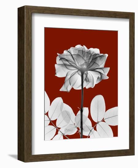 Tonal Rose on Crimson 2-Albert Koetsier-Framed Art Print