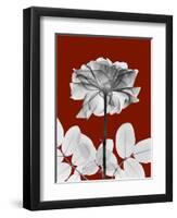 Tonal Rose on Crimson 2-Albert Koetsier-Framed Art Print