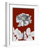 Tonal Rose on Crimson 2-Albert Koetsier-Framed Art Print